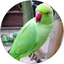 Shivani goswami profile picture